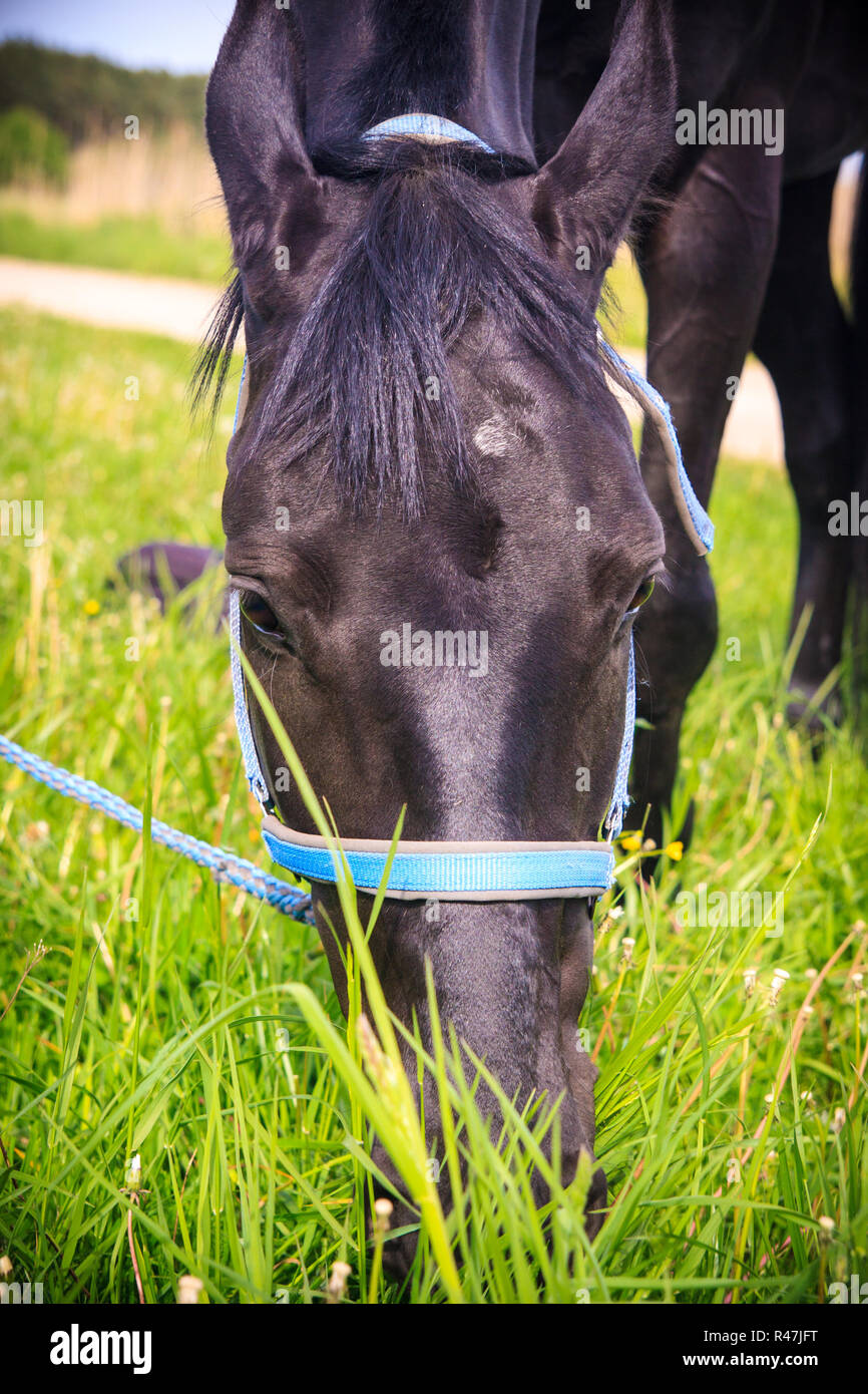 Black horse eating grass Stock Photo Alamy