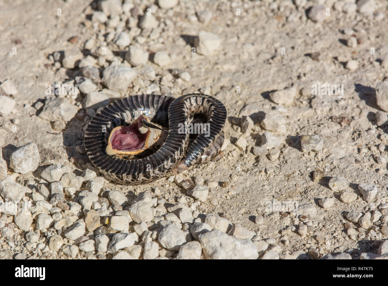 Eastern Hognose Snake Playing Dead Stock Photo 620598170