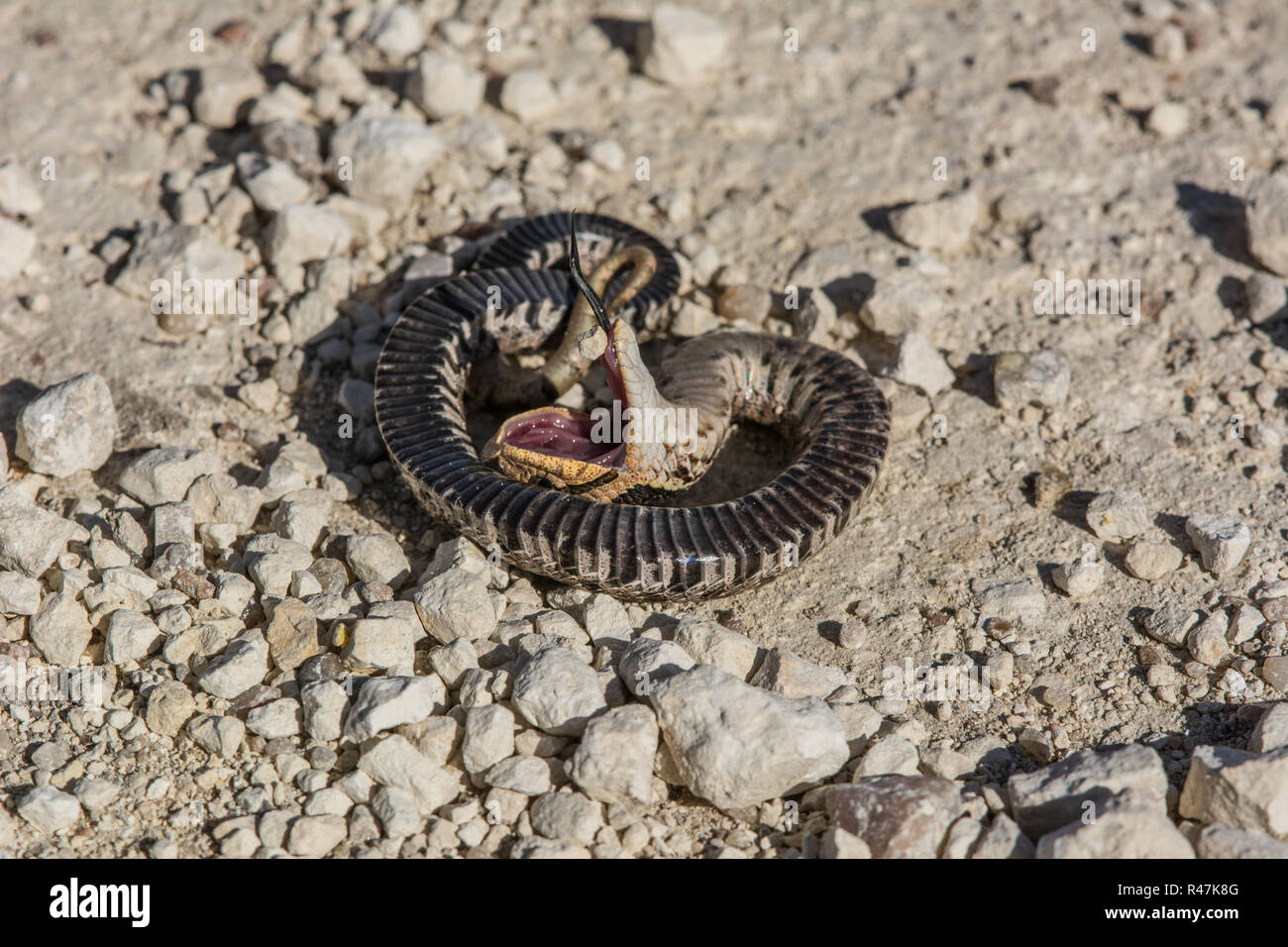 Eastern Hognose Snake Playing Dead Stock Photo 620598170