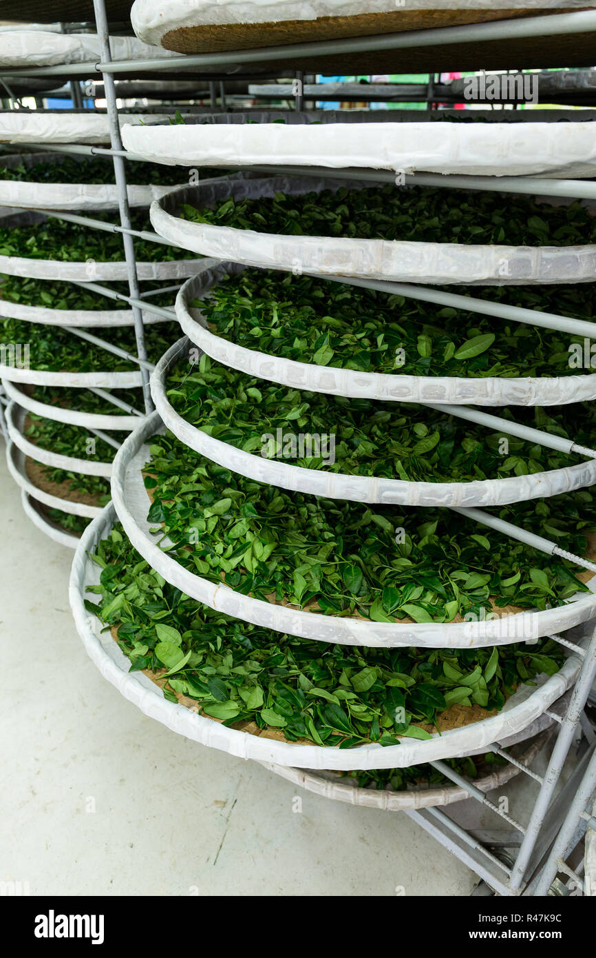 Fermentation racks of tea in factory Stock Photo - Alamy