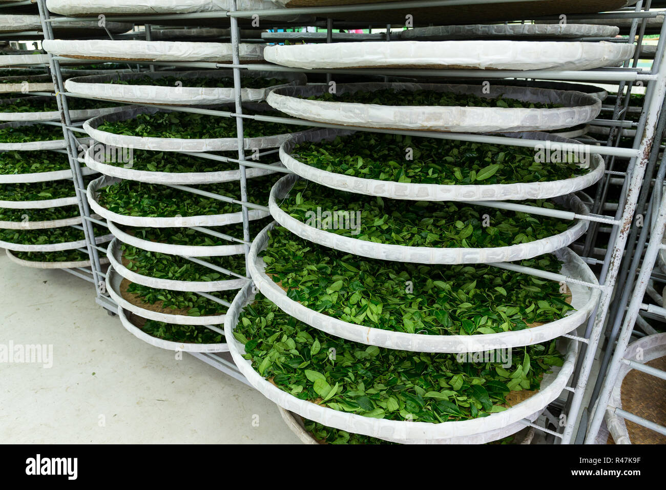 Fermentation of tea Stock Photo Alamy