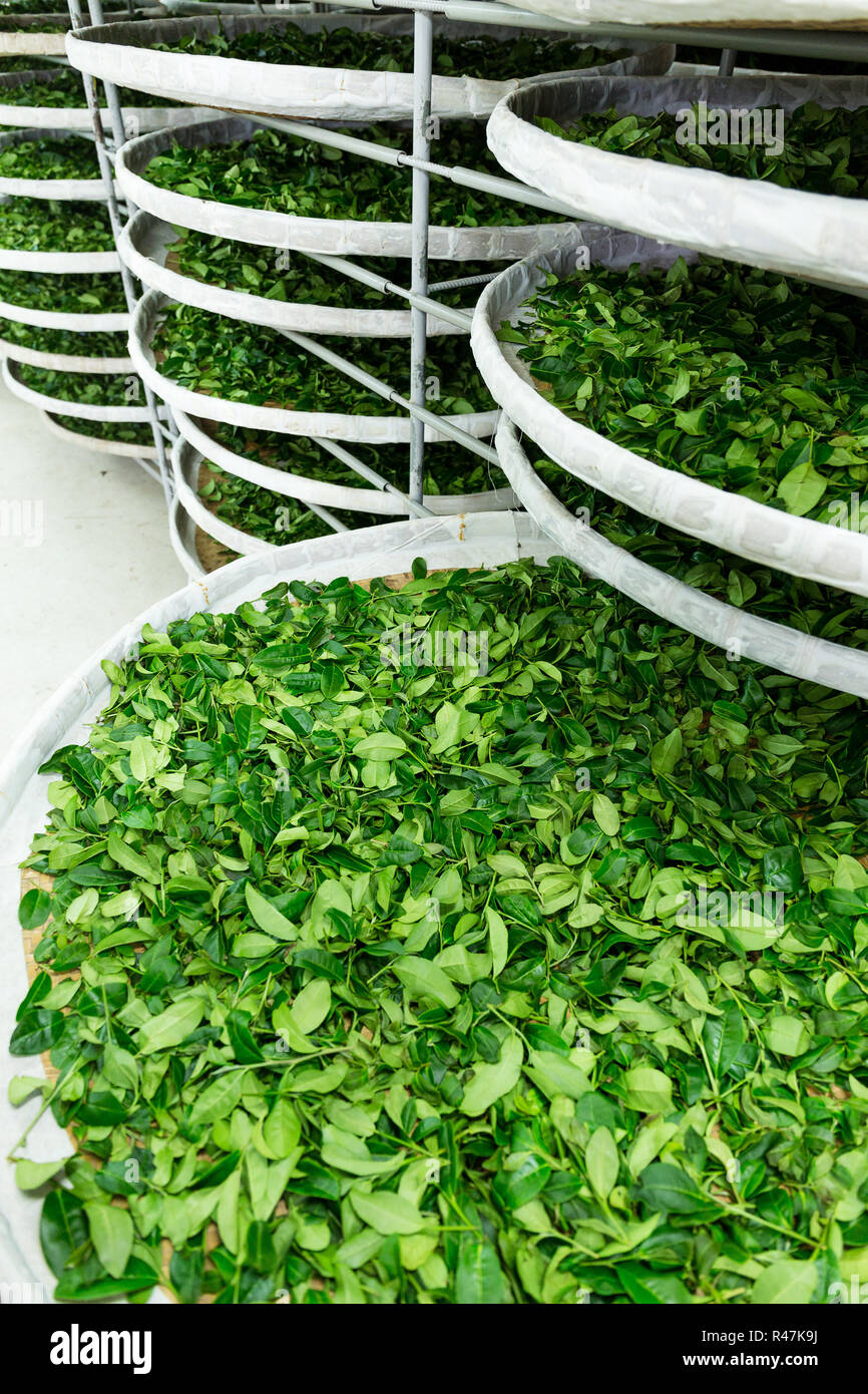 Fermentation tray of tea Stock Photo Alamy