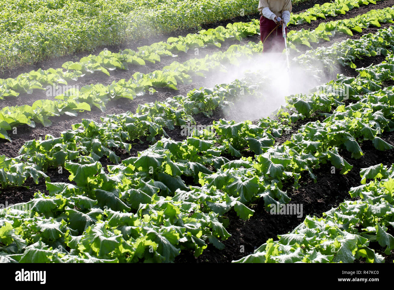 Spraying vegetable garden: Más de 16,199 fotos de stock con