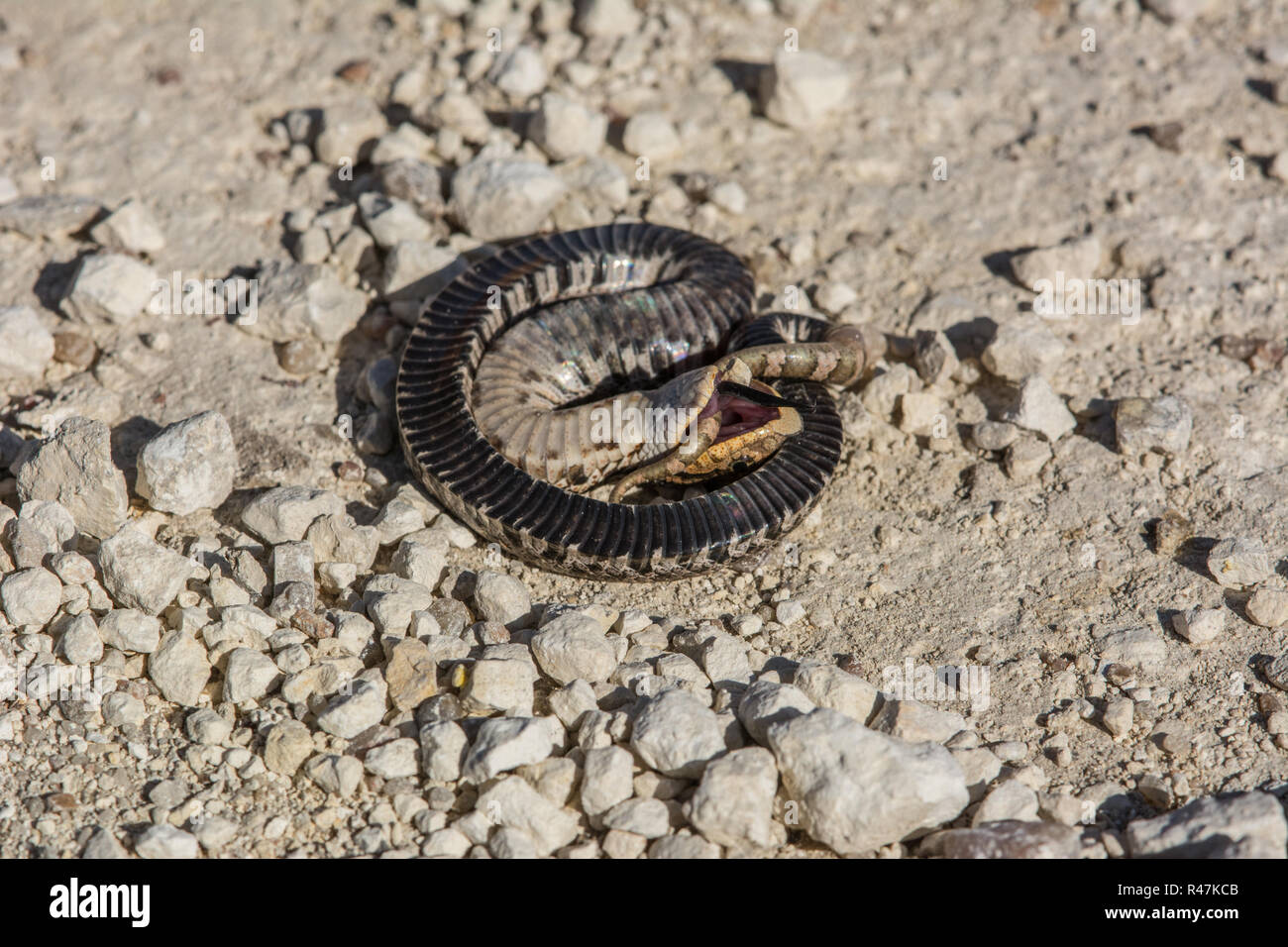 Hognose Snake Playing Dead Stock Photo - Download Image Now - Eastern  Hognose Snake, Animal Scale, Animal Wildlife - iStock