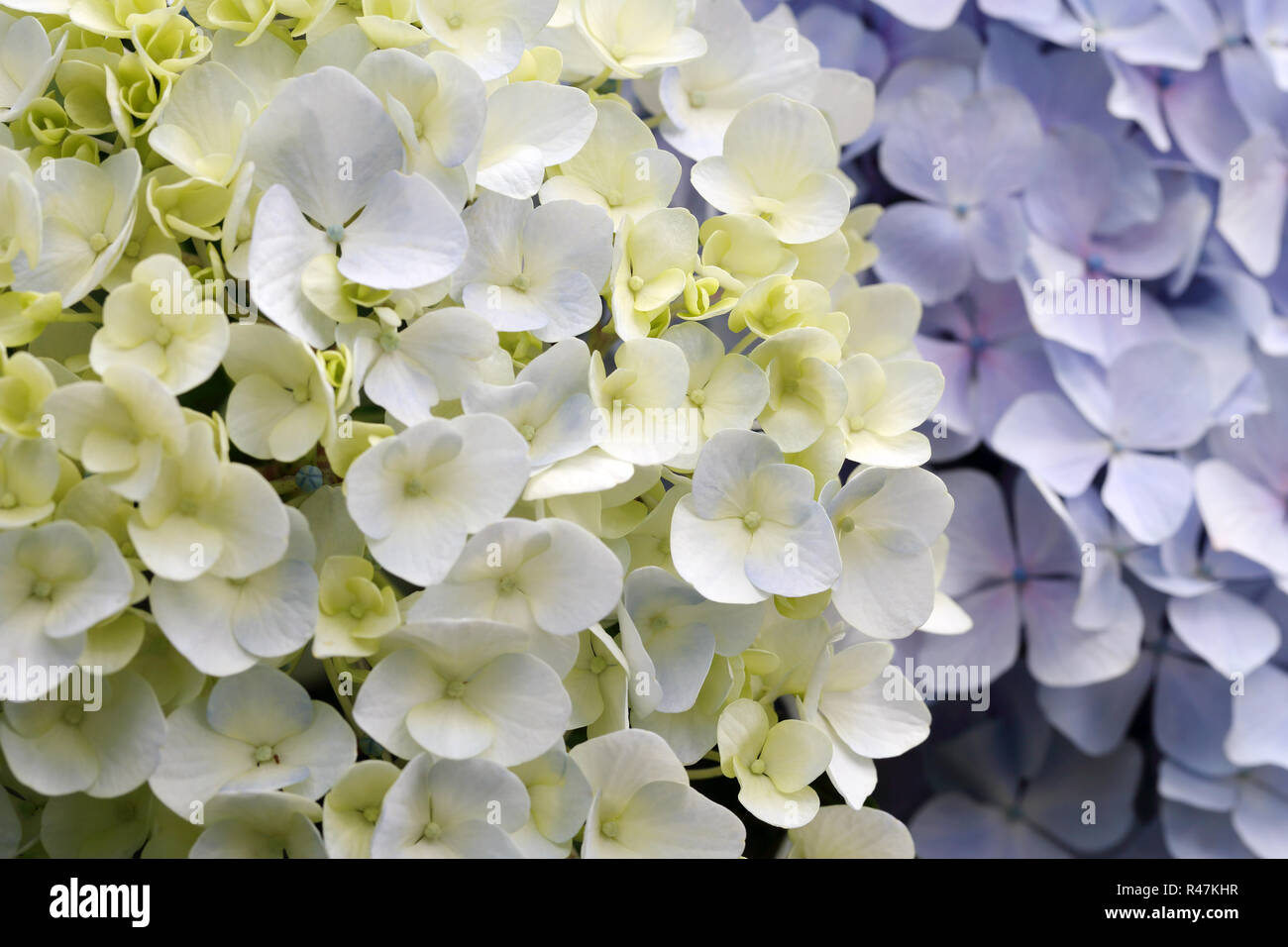 Enormous hydrangea flowers hi-res stock photography and images - Alamy