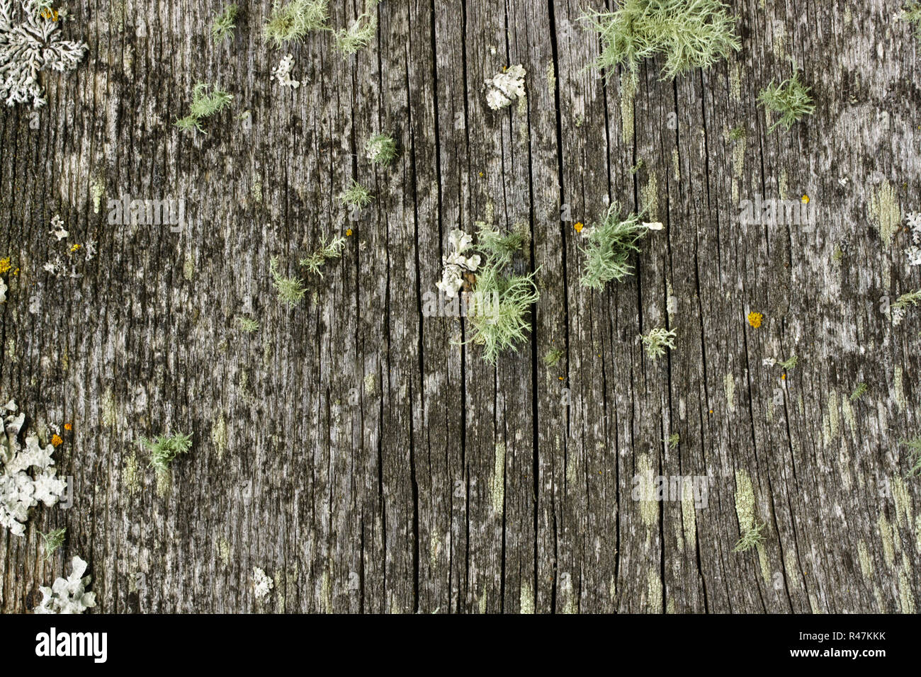 wooden board with lichen Stock Photo