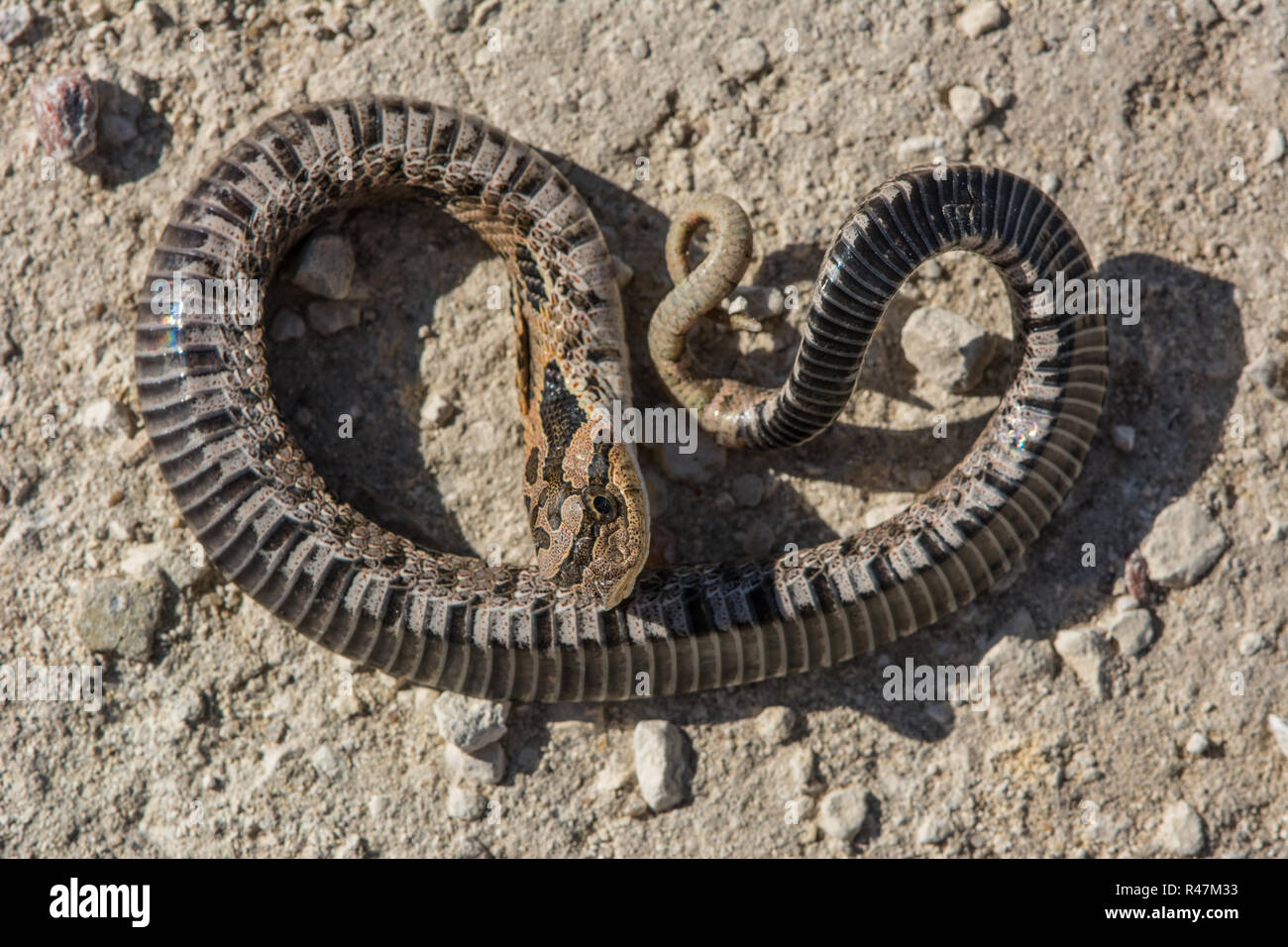 Hognose Snake Playing Dead Stock Photo - Download Image Now - Eastern  Hognose Snake, Animal Scale, Animal Wildlife - iStock