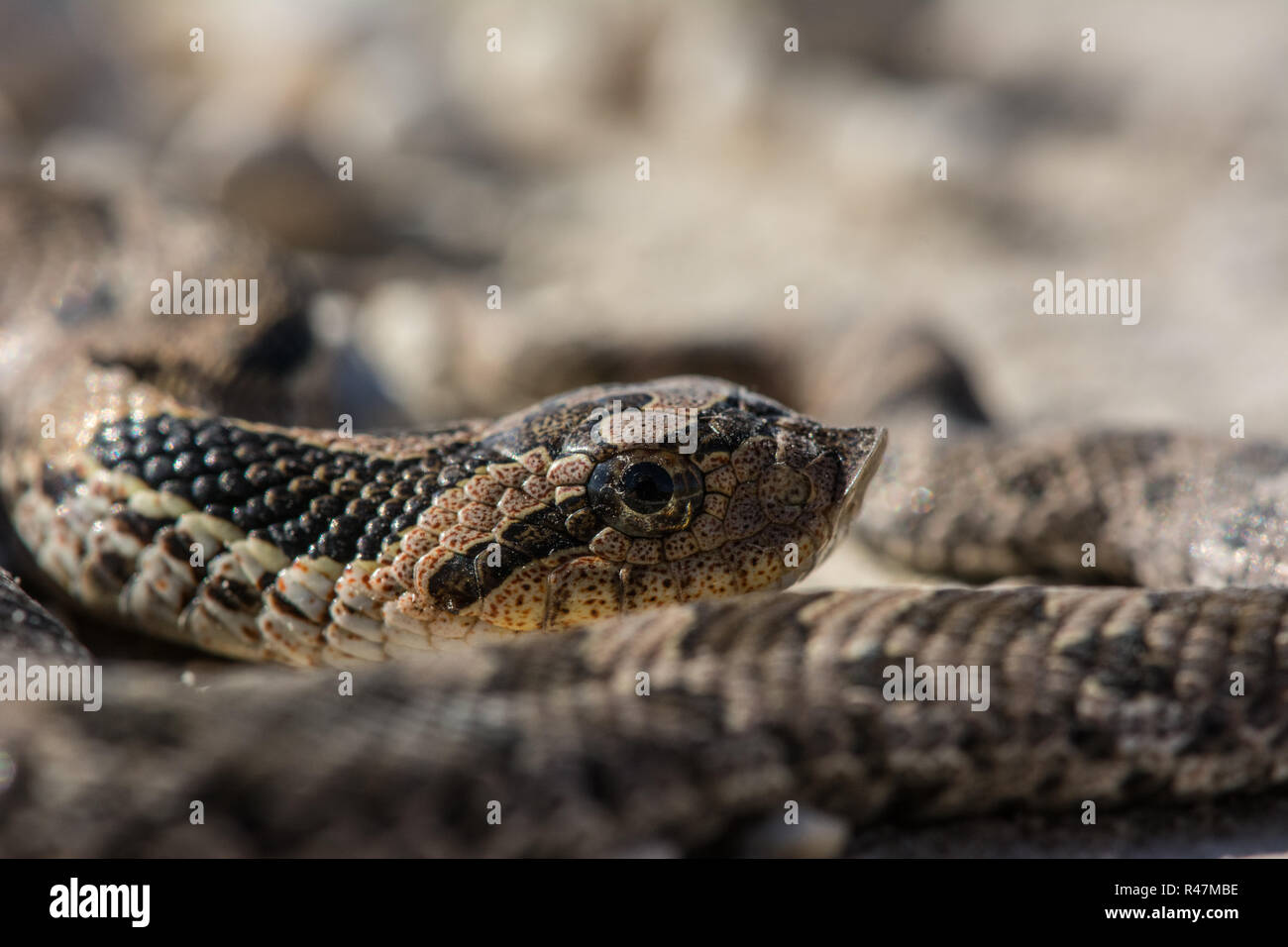 Puff Adder Snake Nc