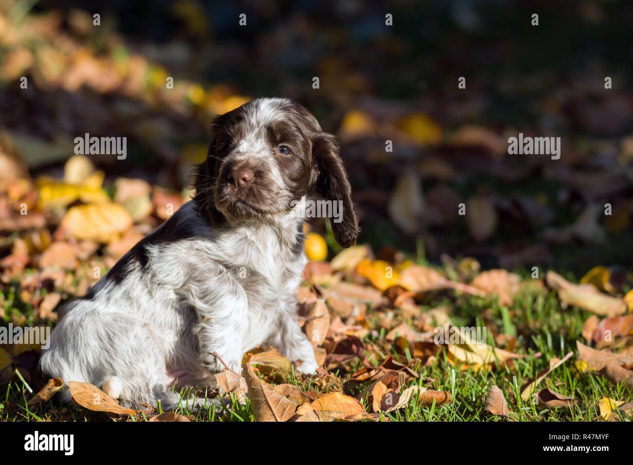 English Cocker Spaniel puppy Stock Photo