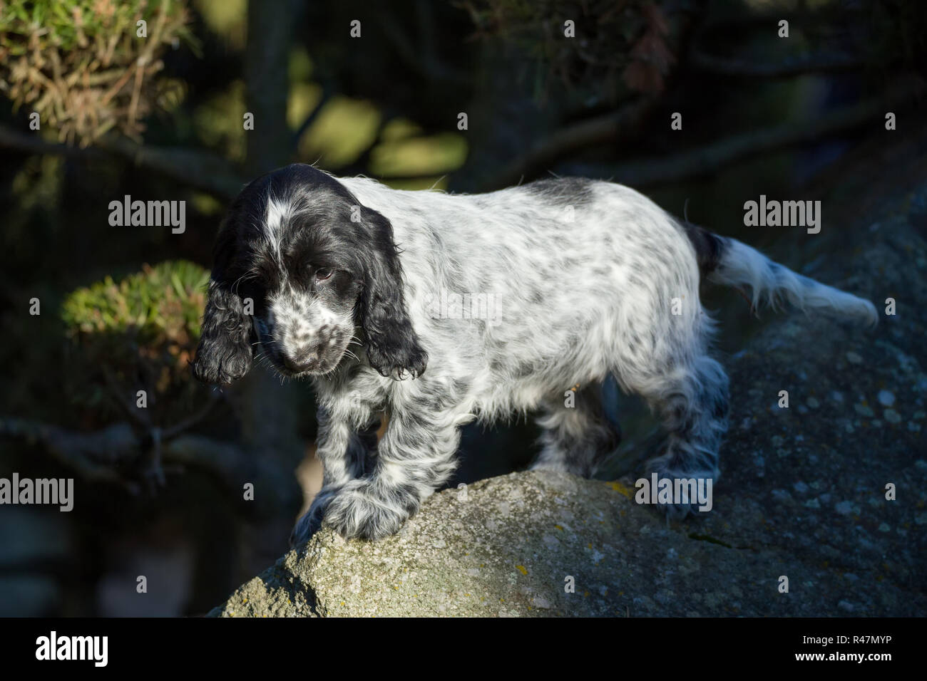 English Cocker Spaniel puppy Stock Photo