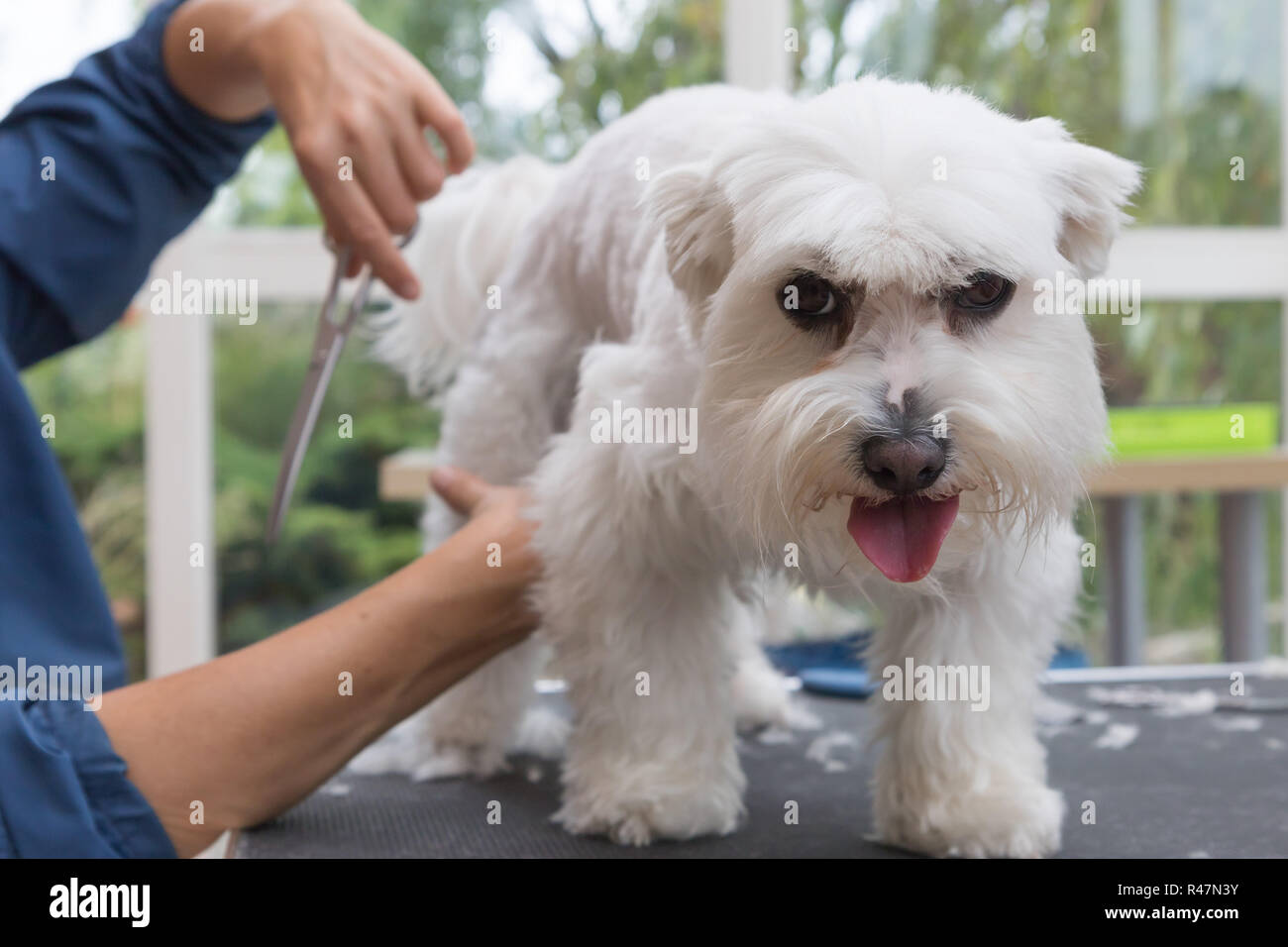 Cutting hair of the Maltese dog by scissors Stock Photo Alamy