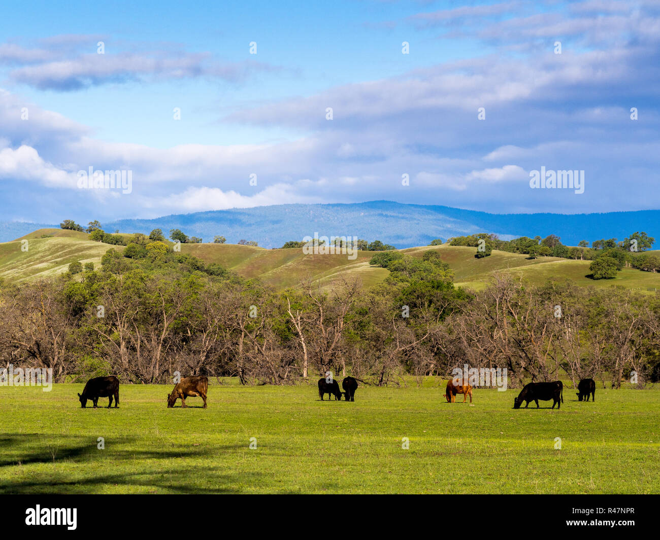 Free range cattle graze near oak woodlands in Northern California Stock Photo