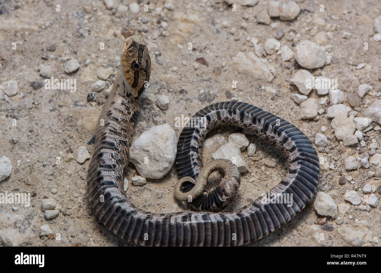 heterodon platirhinos, black phase, playing dead, cumberla…