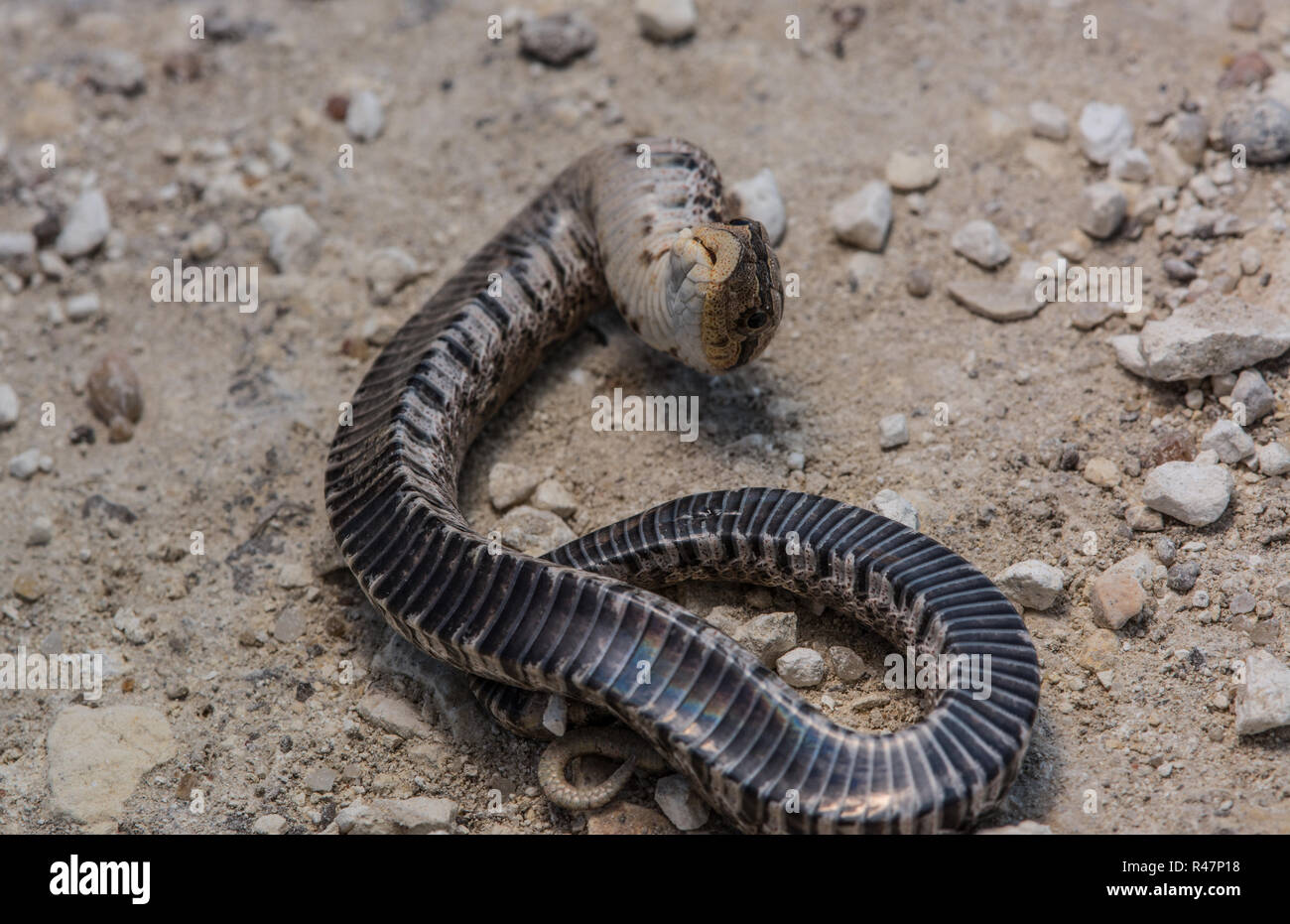 Eastern Hognose Snake Playing Dead Stock Photo 620598170