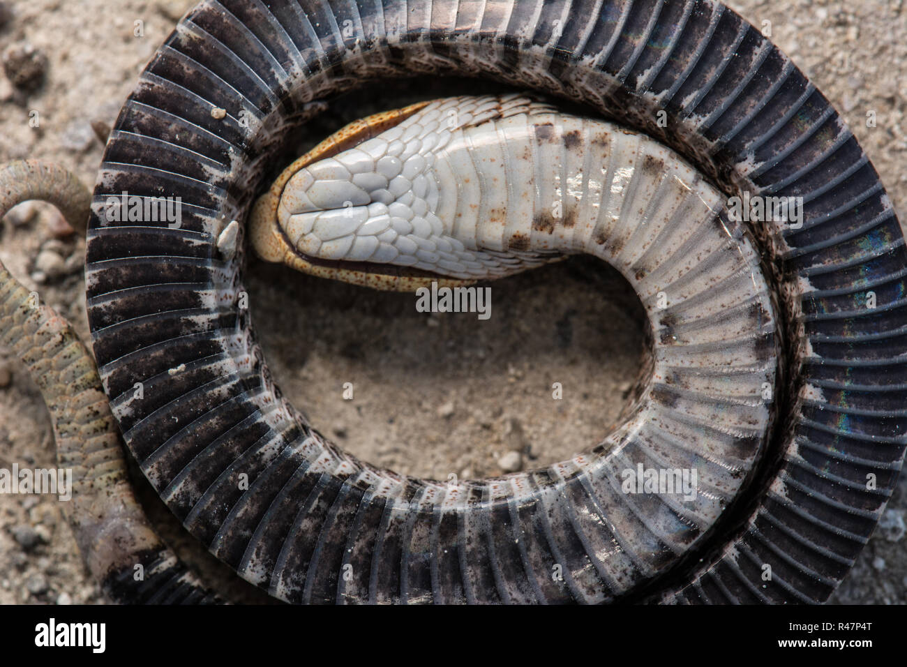 Eastern Hognose Snake Playing Dead Stock Photo 620598170