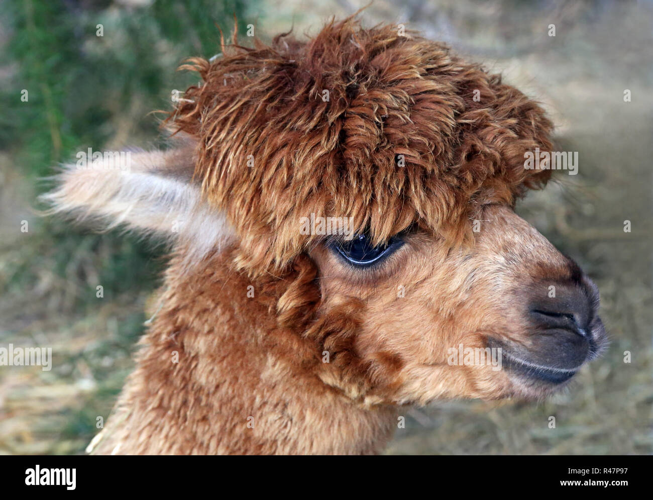 Haarschopf High Resolution Stock Photography And Images Alamy