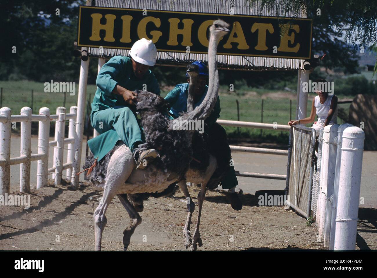 Ostrich racing, highgate ostrich farm, outshoorn, south africa Stock