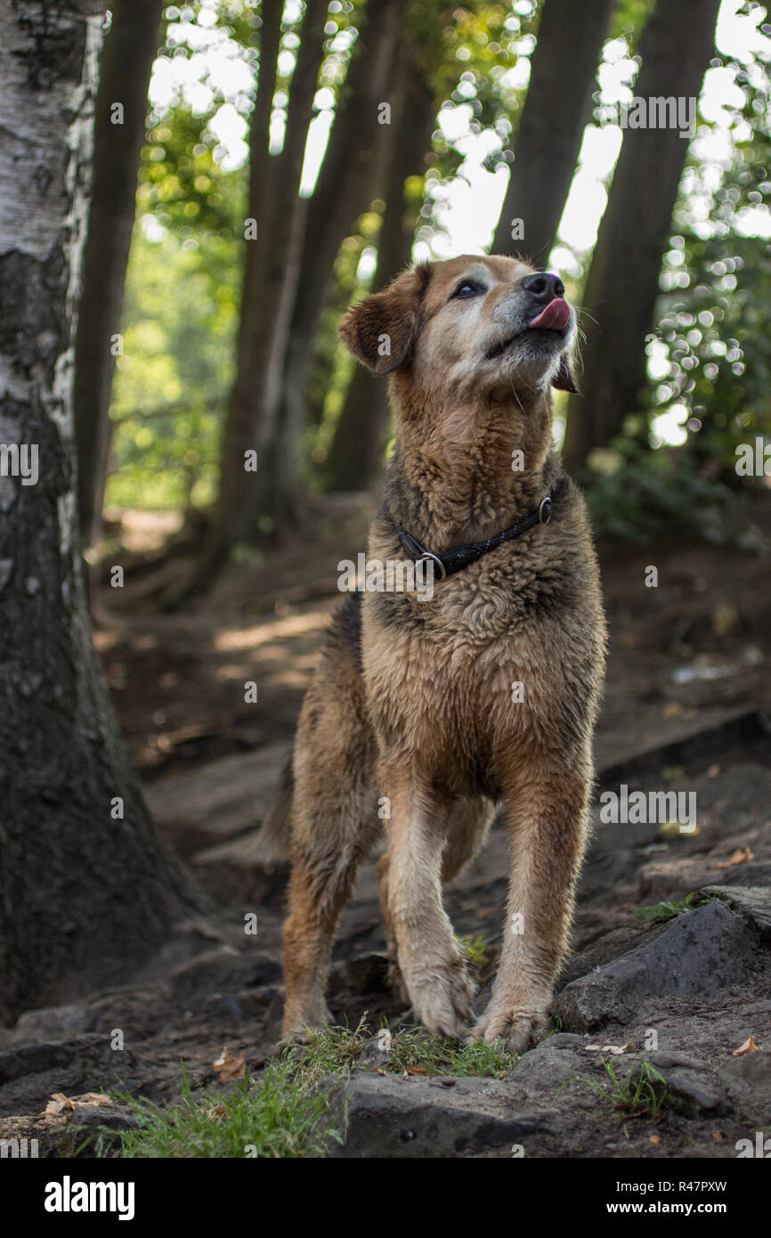 large breed dog is watching in the forest Stock Photo