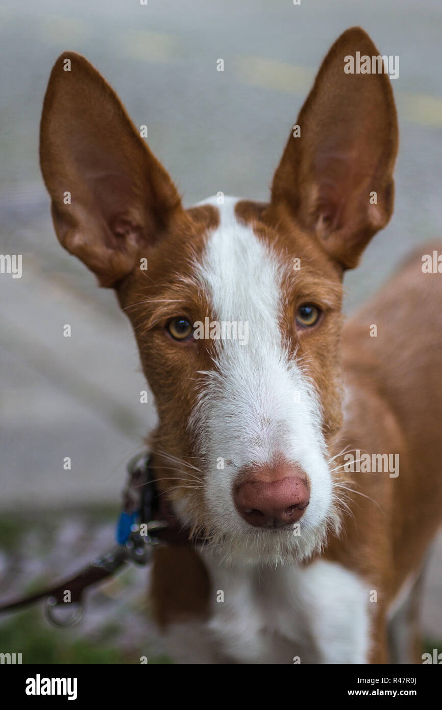 12 Dogs With Pointy Ears — Dog Breeds With Bat Ears