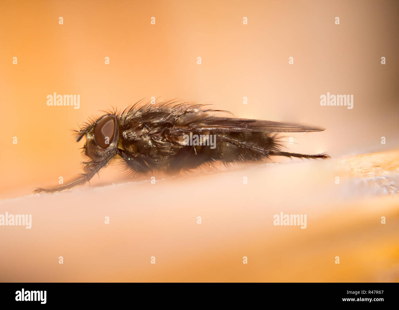 fly extremely furry and close Stock Photo - Alamy