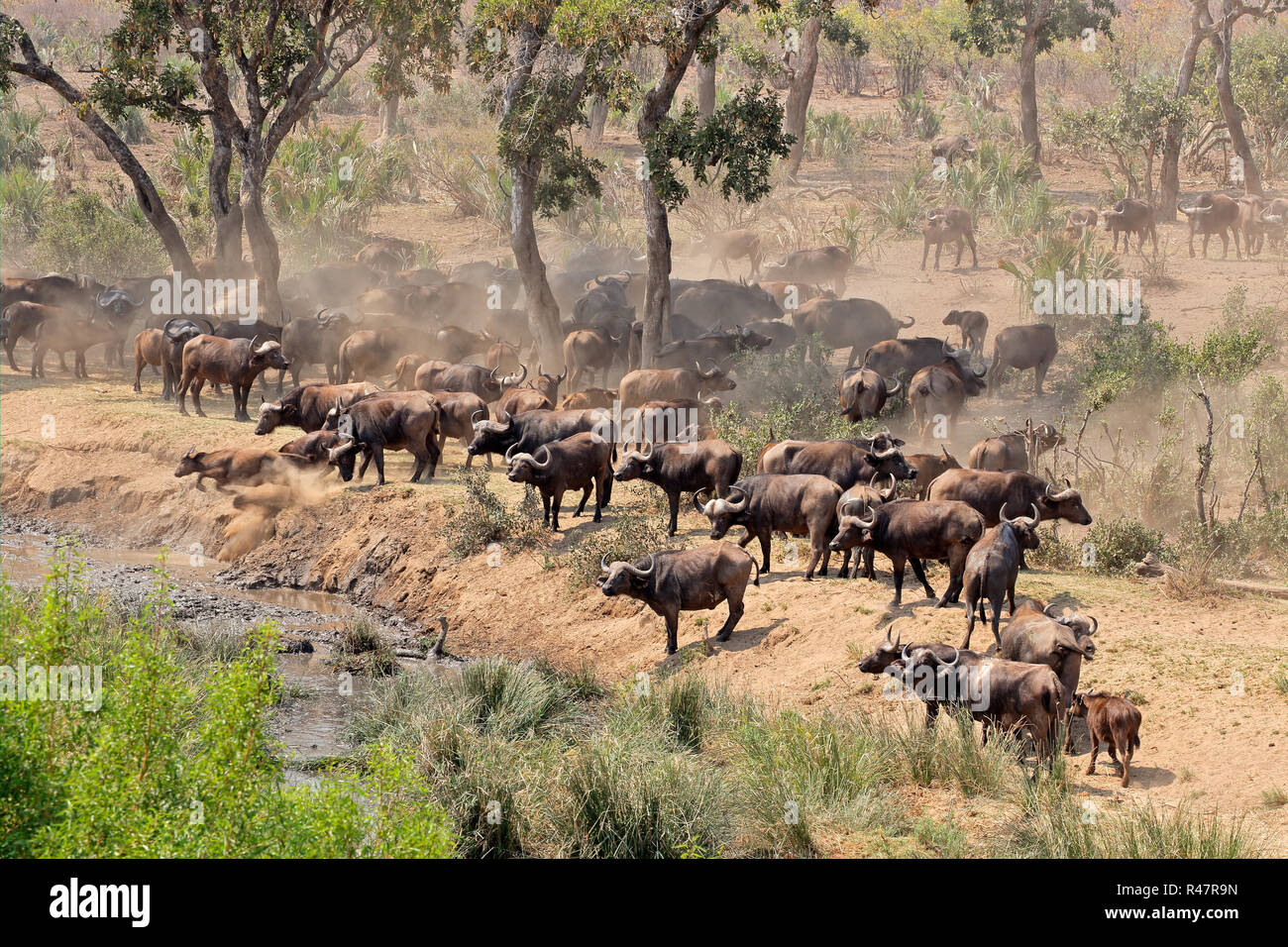African buffalo herd Stock Photo Alamy