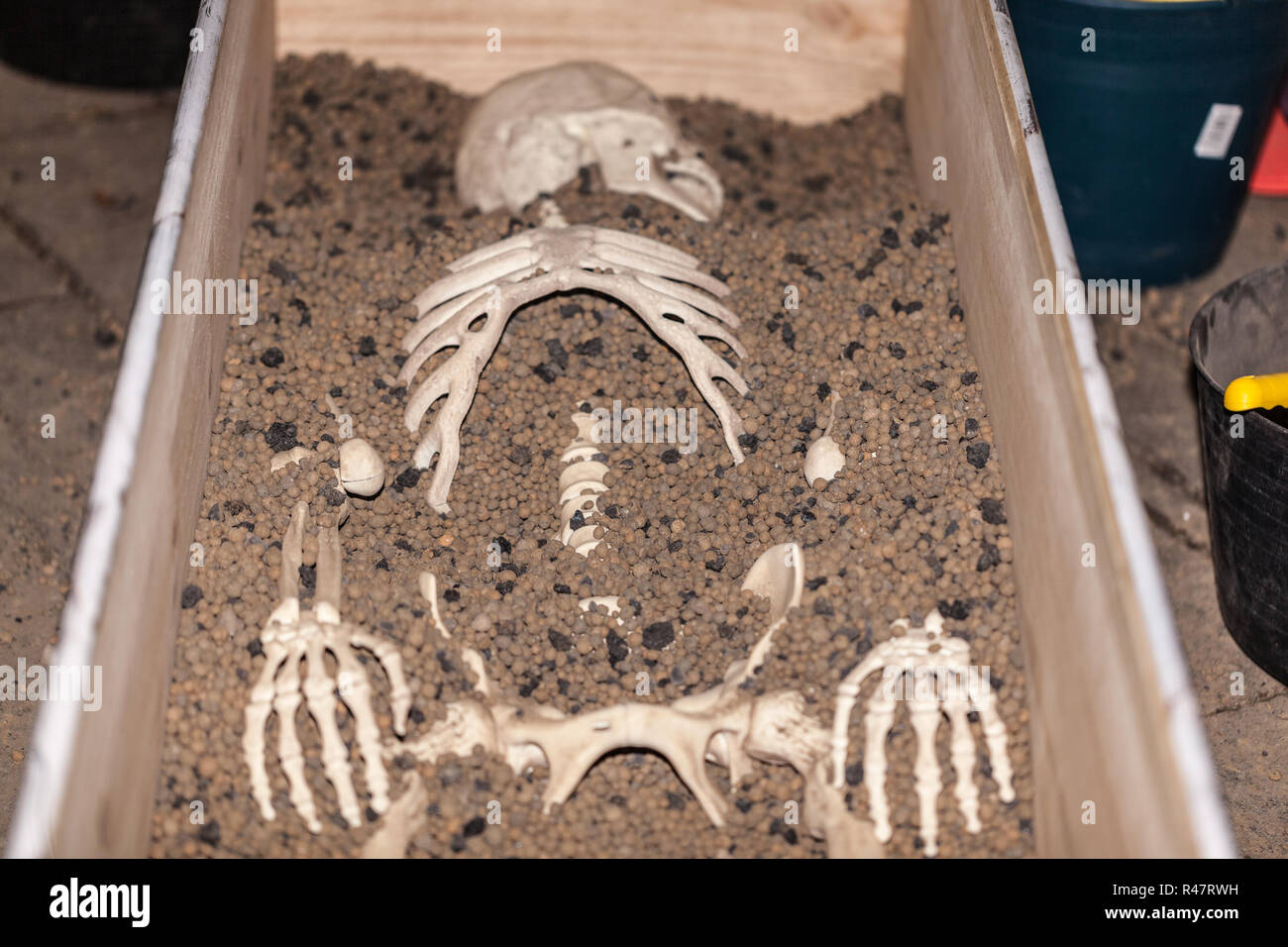 plastic skeleton on a tomb for Archaeological study Stock Photo