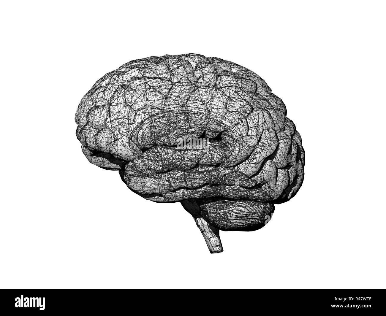 Human brain and nerves Black and White Stock Photos & Images - Alamy