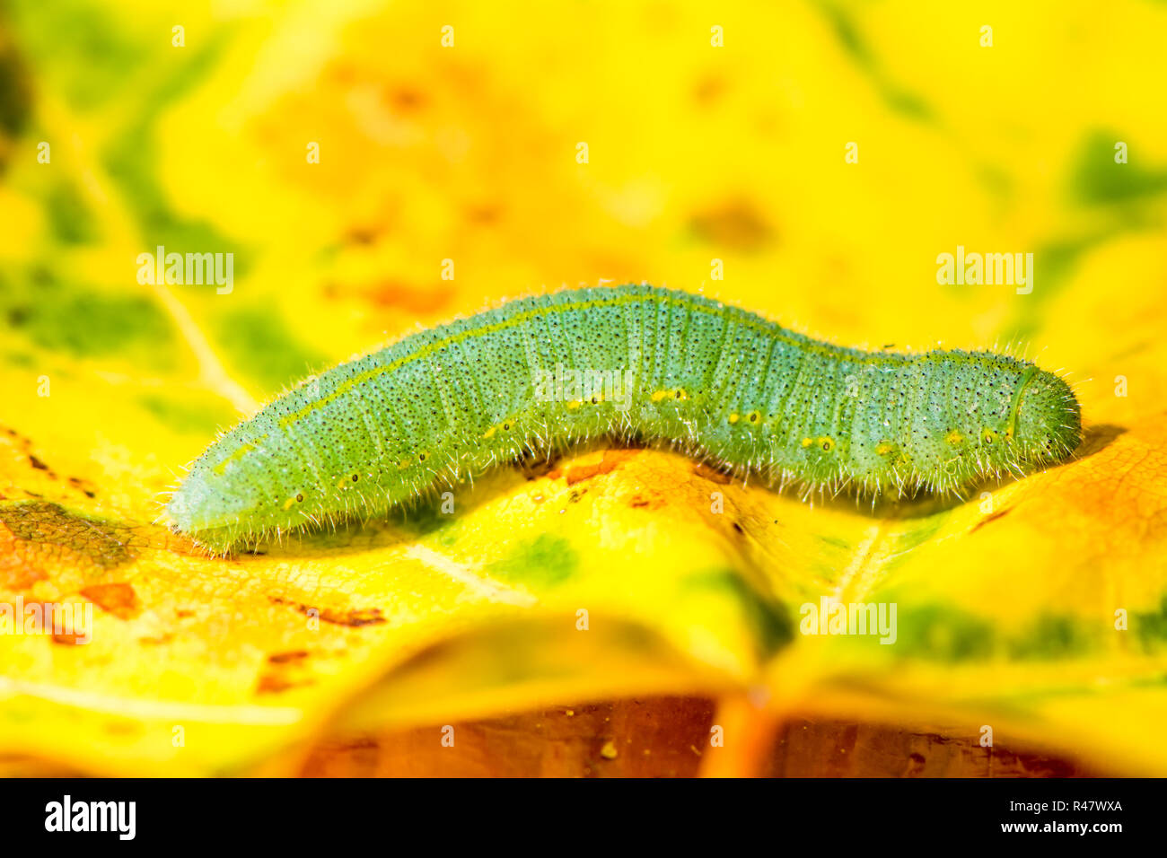 Green caterpillar of a butterfly Stock Photo - Alamy