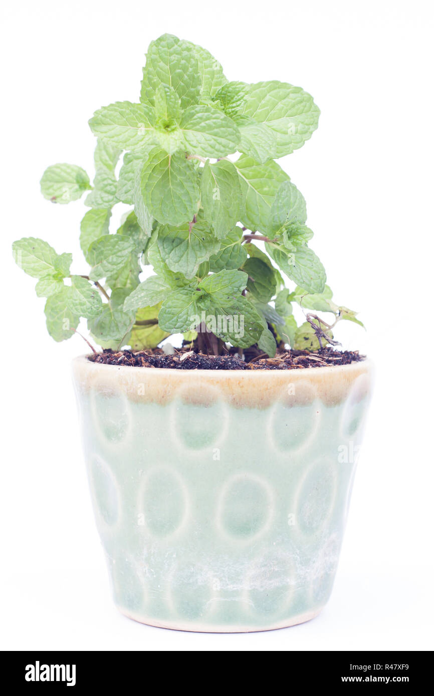 Green plant in pot isolated on white background Stock Photo - Alamy
