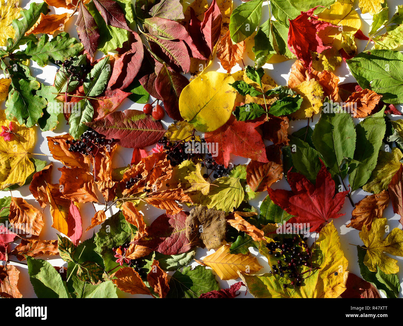 various autumn leaves a surface Stock Photo