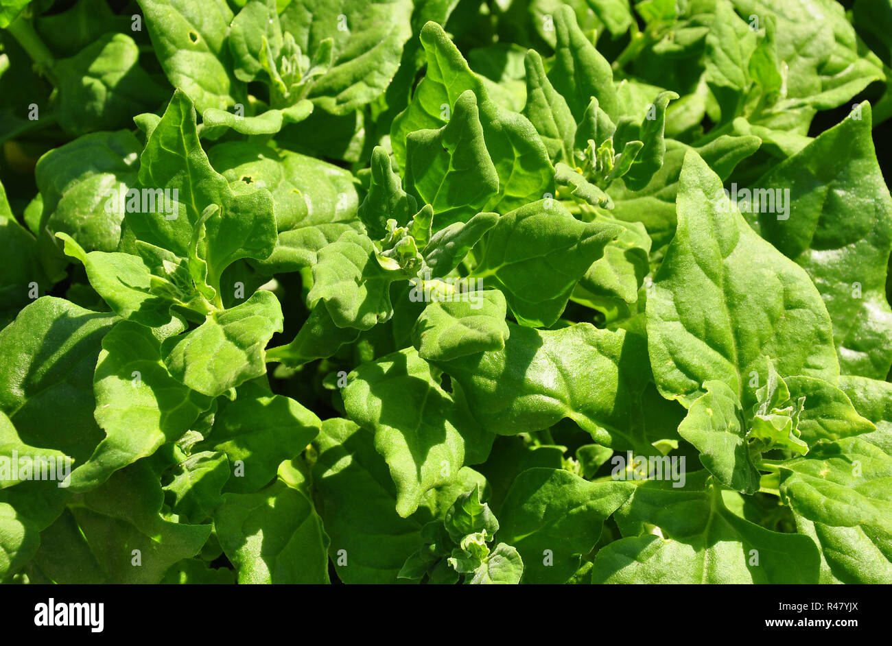 new zealand spinach (tetragonia tetragonioides) Stock Photo