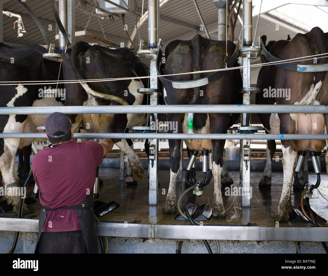Sheffield, New Zealand - August 03 2018: a farm worker attaches cups to dairy cows in the milking shed Stock Photo