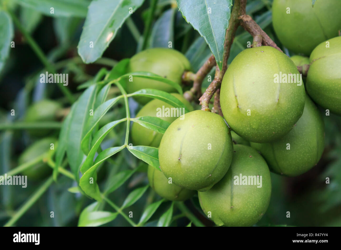 Ambarella fruits (Spondias dulcis), also known as June Plum, no Brazil "caja-manga" the fruit can be eaten raw or made into juice, preserves, jams or  Stock Photo