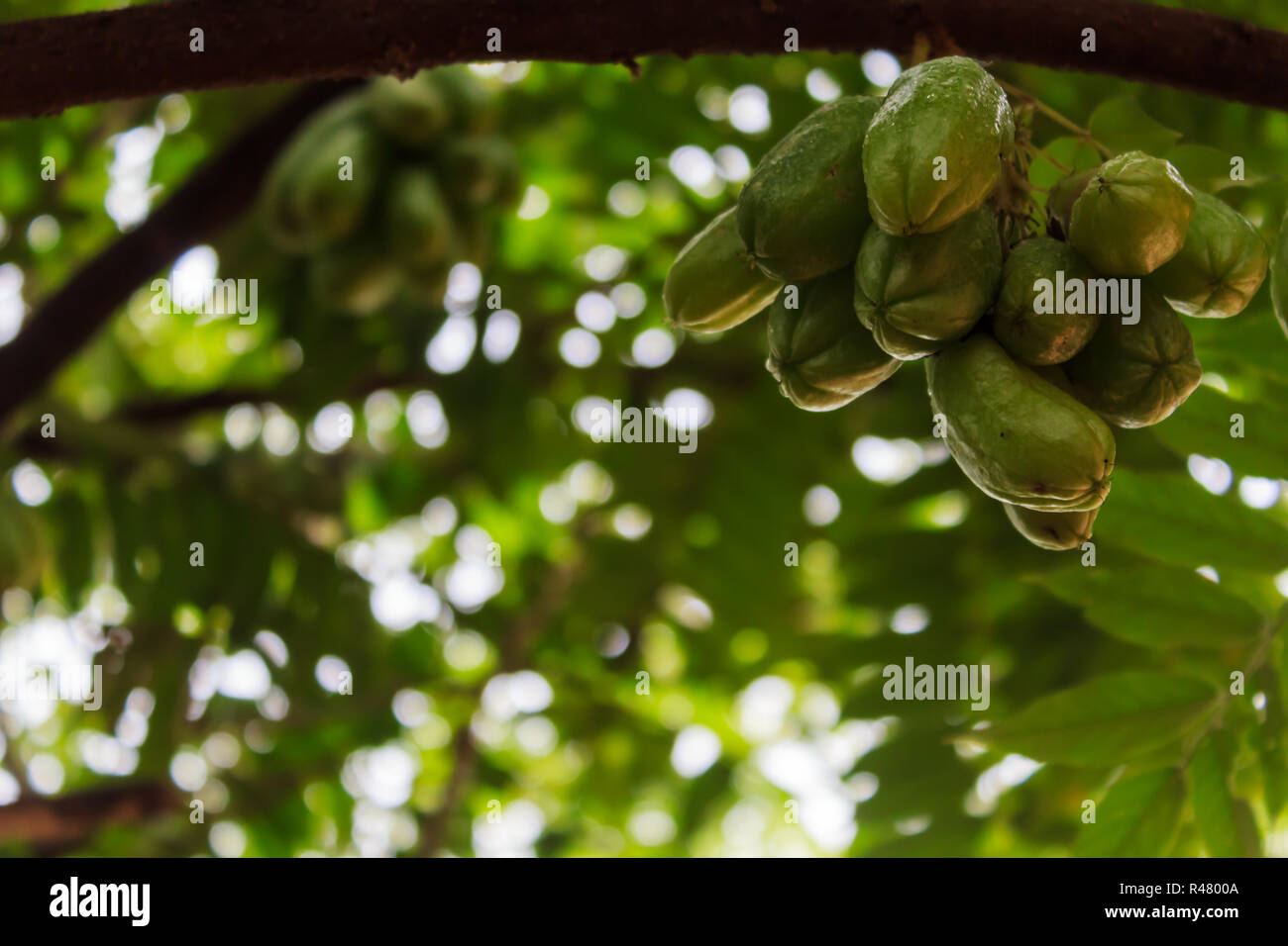 The green fruit of Bilimbi, Bilimbing, Cucumber tree, Tree sorrel (Averrhoa bilimbi) Stock Photo