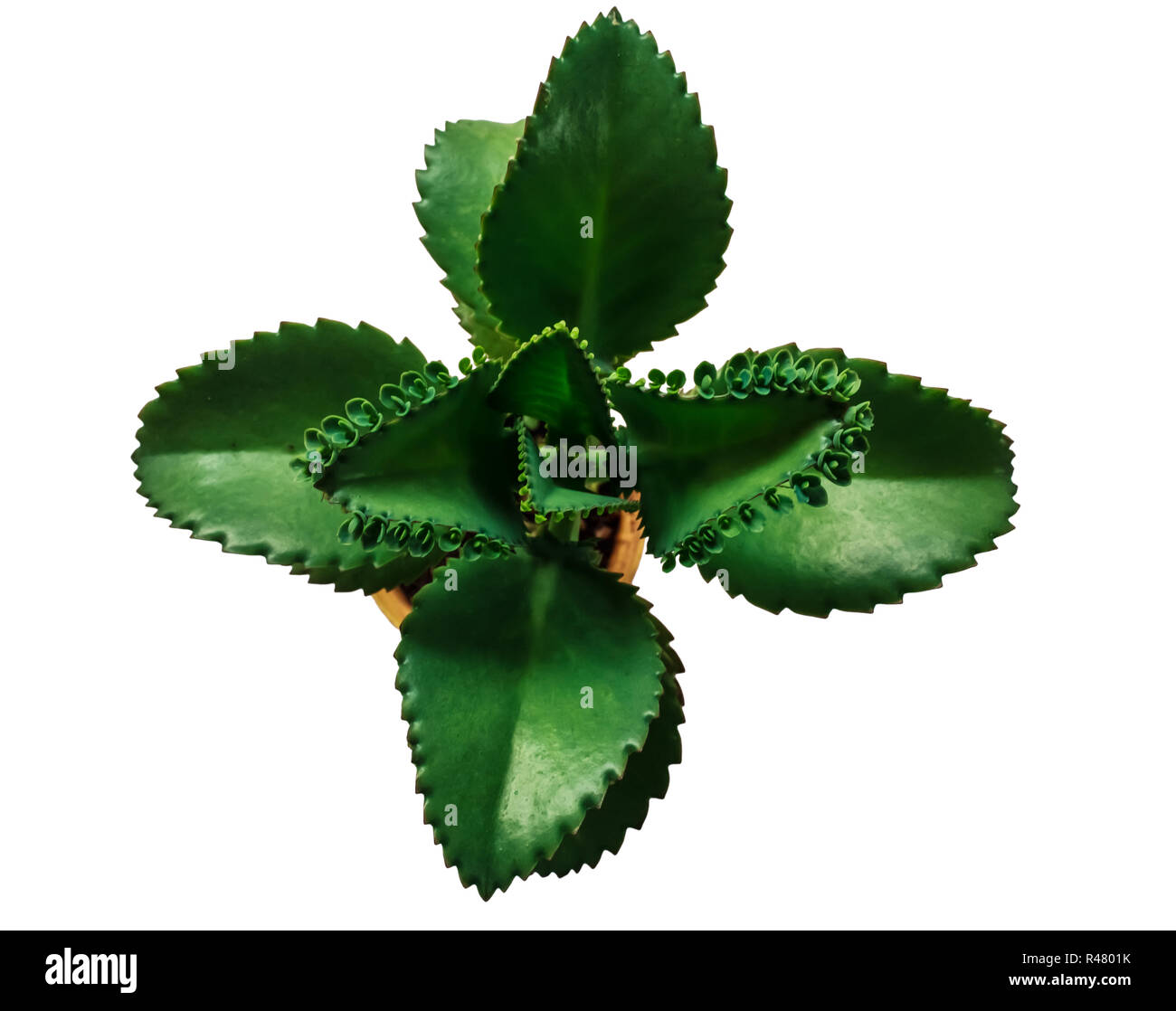 Kalanchoe laetivirens hi-res stock photography and images - Alamy