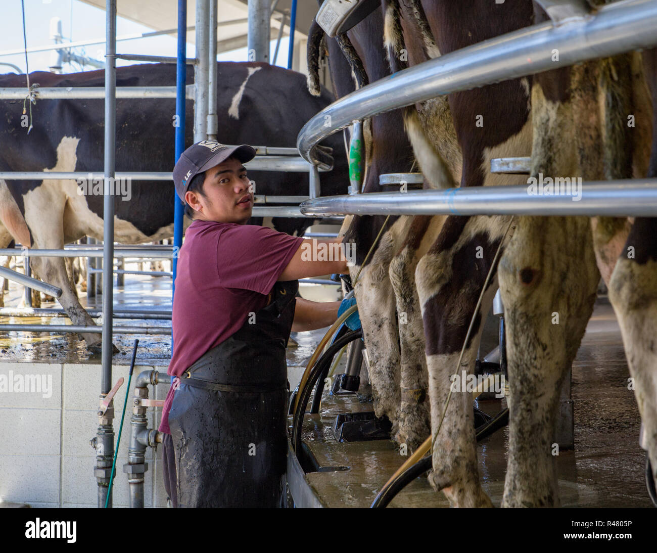 Sheffield, New Zealand - August 03 2018: a farm worker attaches cups to dairy cows in the milking shed Stock Photo