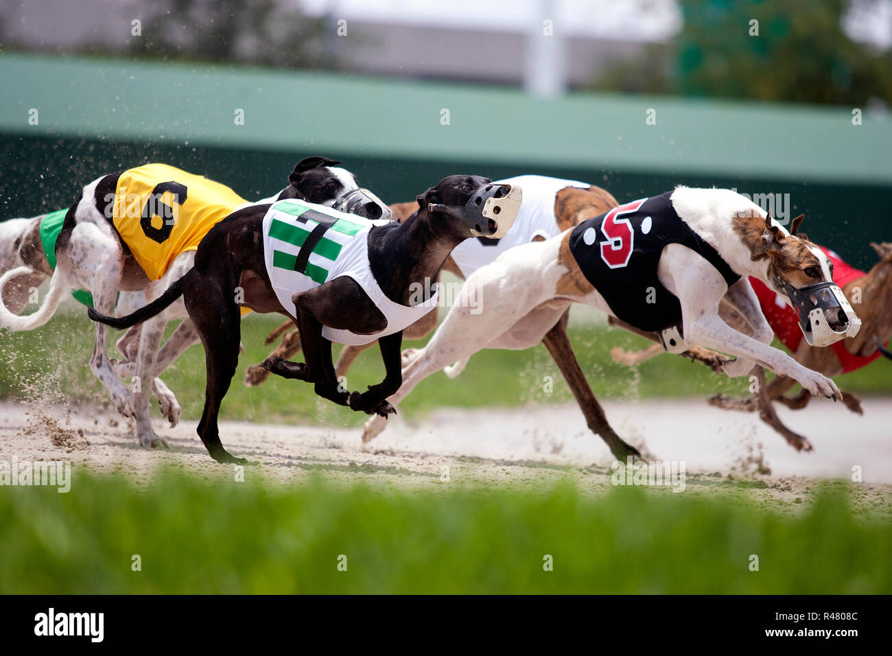 Gambling Dog Racing High Resolution Stock Photography And Images Alamy