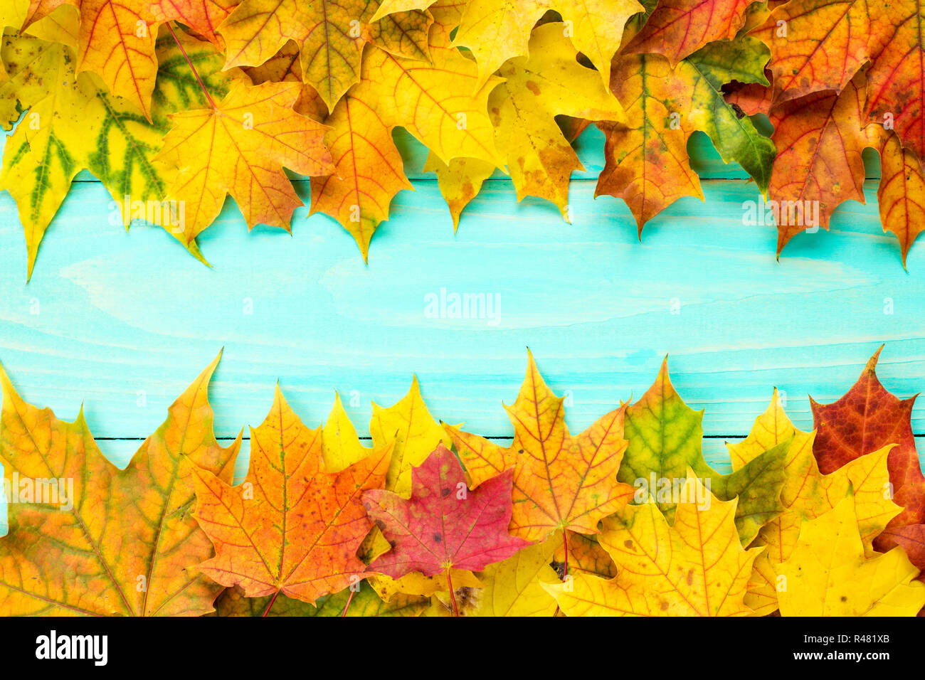 autumn-fall-background-with-leaves-border-stock-photo-alamy