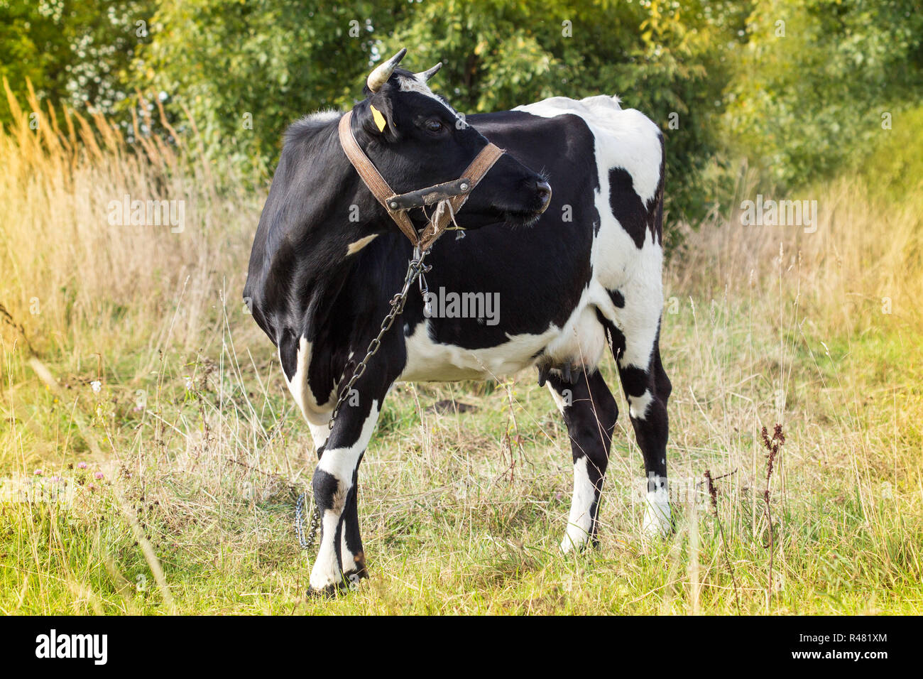 Black and white cow  in a field Stock Photo