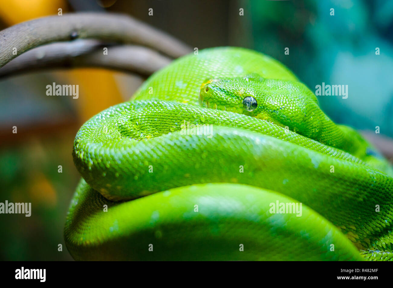 Green tree python on a branch Stock Photo - Alamy
