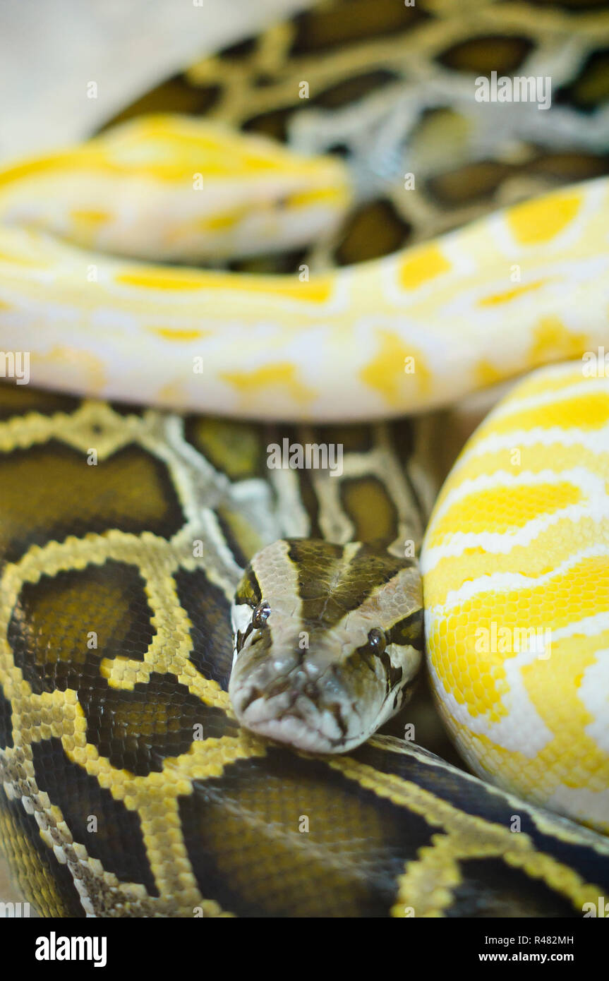 Two Royal python Stock Photo - Alamy