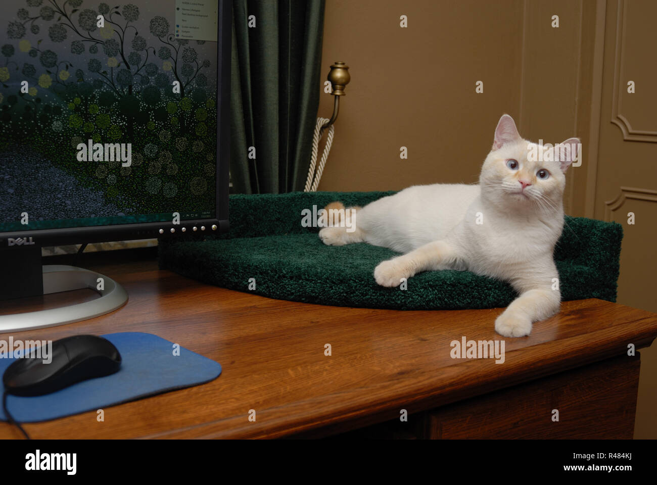 A White Flamepoint Siamese Cat Lounges In A Carpeted Bed On The