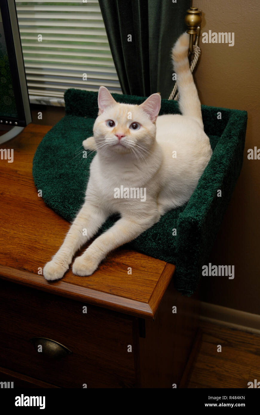 A White Flamepoint Siamese Cat Lounges In A Carpeted Bed On The