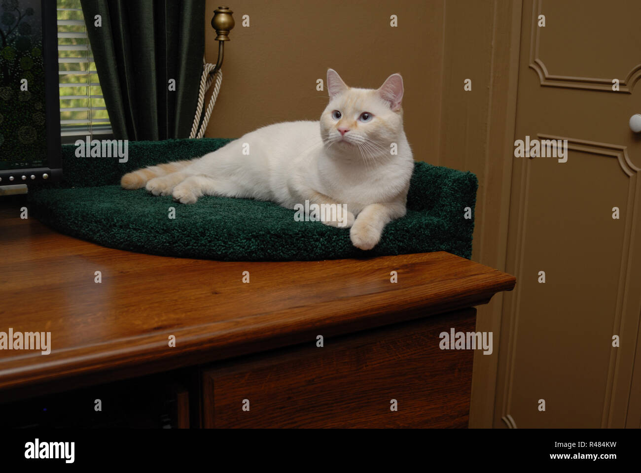 A White Flamepoint Siamese Cat Lounges In A Carpeted Bed On The