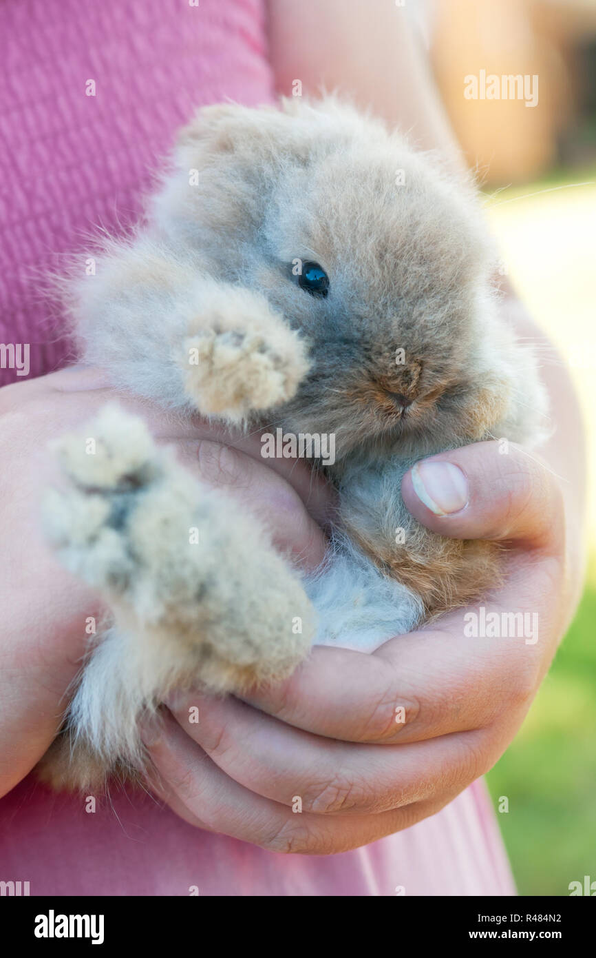 Cute Bunny Cuddling