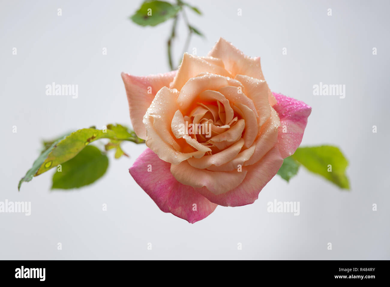 Pink Rose with drops Stock Photo - Alamy