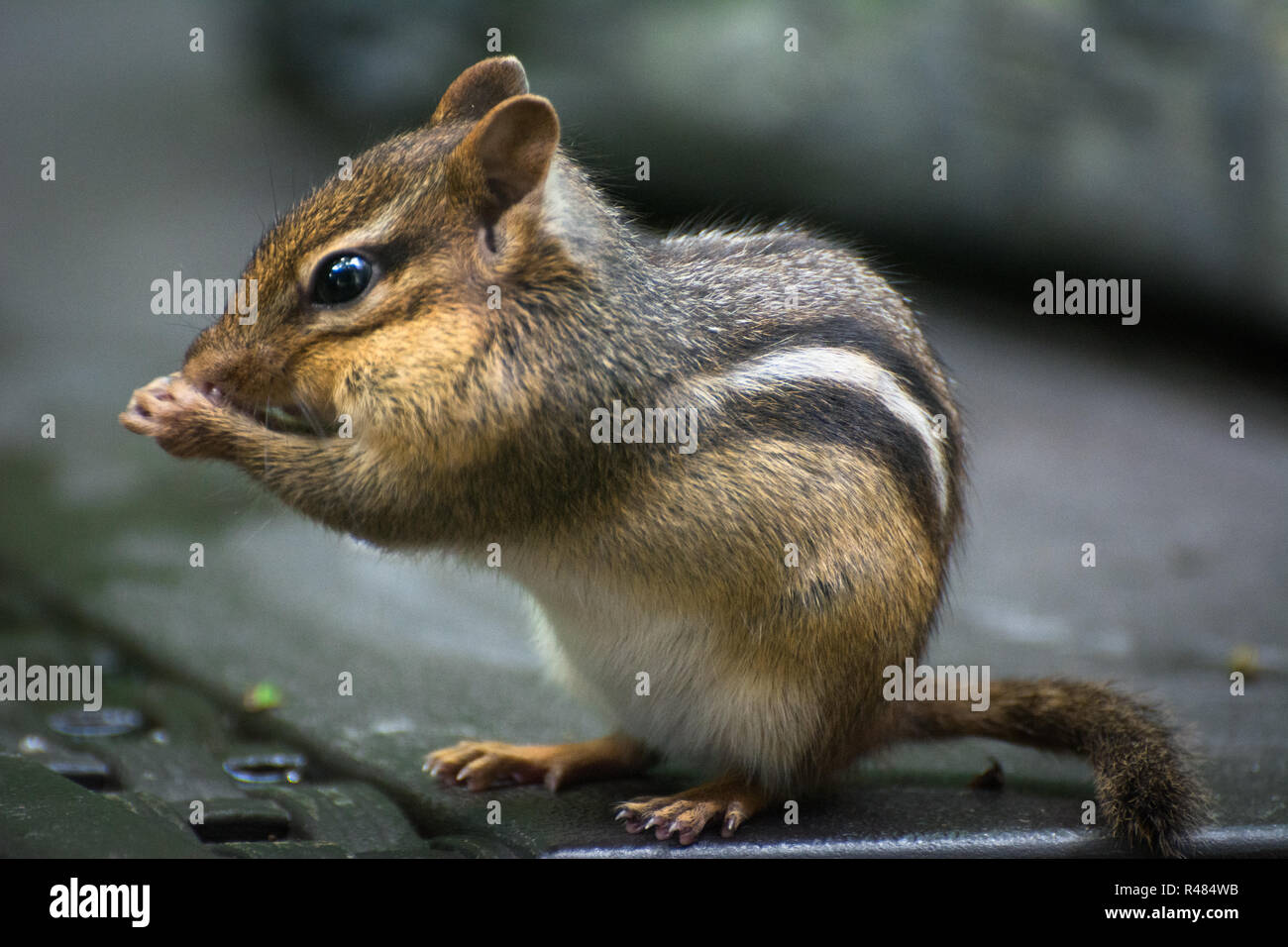 A closeup of an Eastern Chipmunk (Tamias striatus) Stock Photo