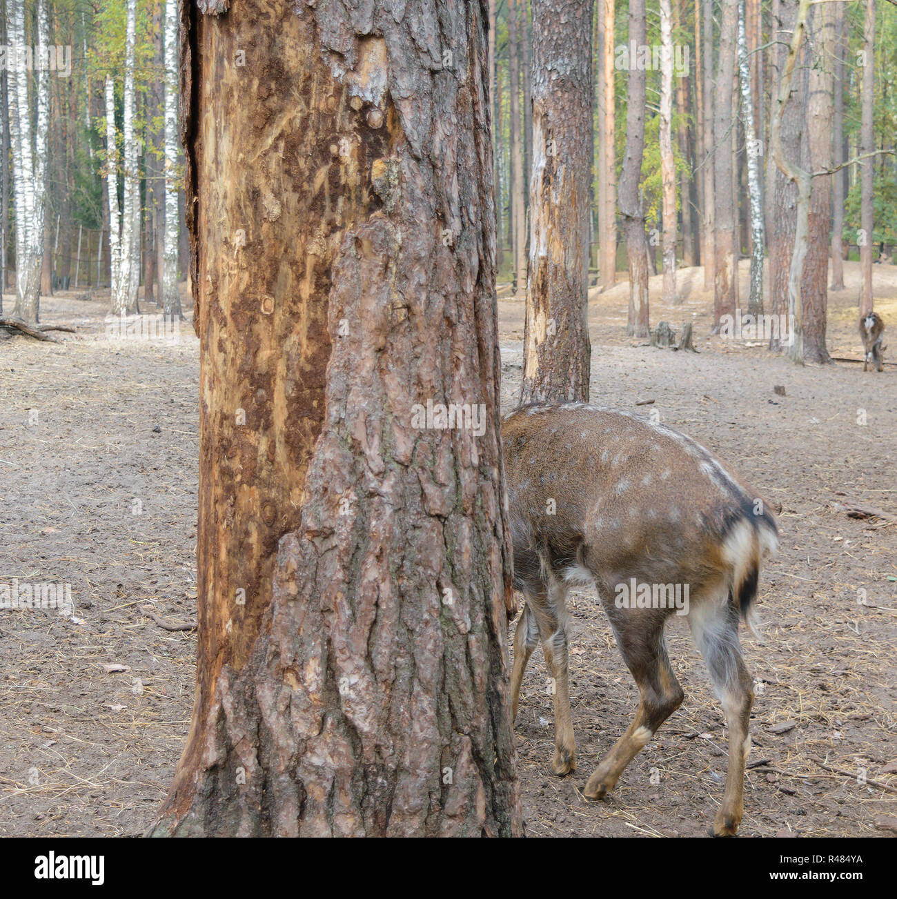 Eating Bark Stock Photos & Eating Bark Stock Images Alamy