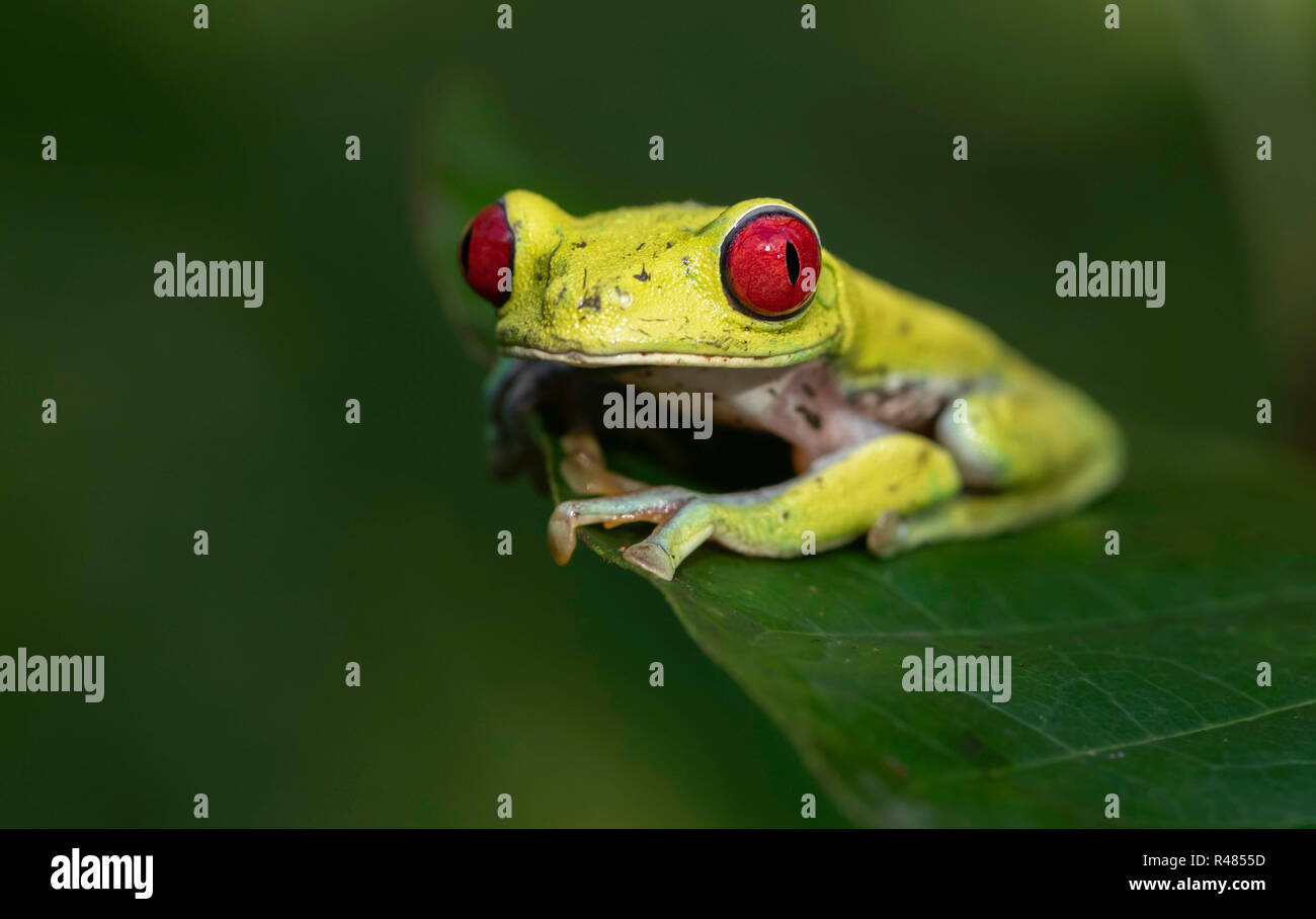 Tree Frog in Costa Rica Stock Photo