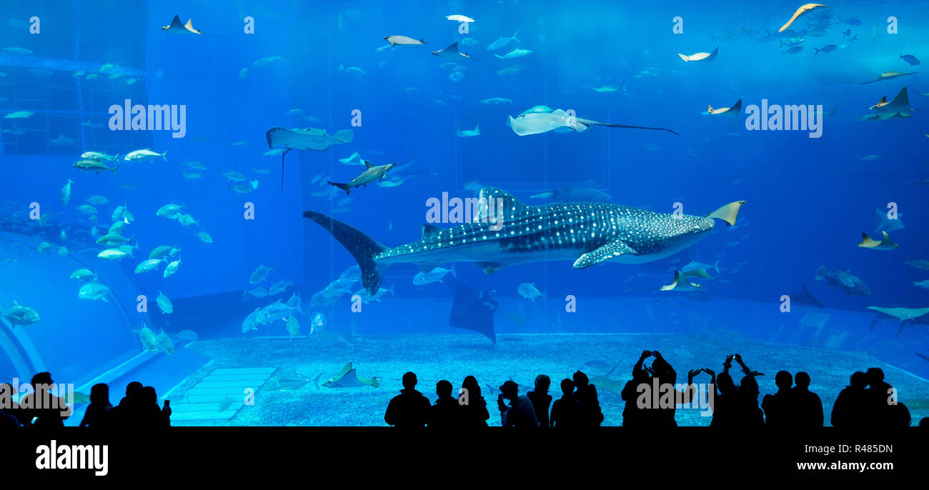 Japan Okinawa aquarium Stock Photo Alamy
